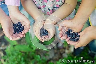 Freshly picked wild blueberries in childrenâ€™s hands Stock Photo